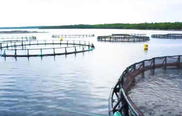 Halifax, Nova Scotia, Canada-based Ocean Trout Canada has initiated its commercialization phase, with more than 1,000 metric tons (MT) of steelhead trout to be harvested and sold over the next 18 months.