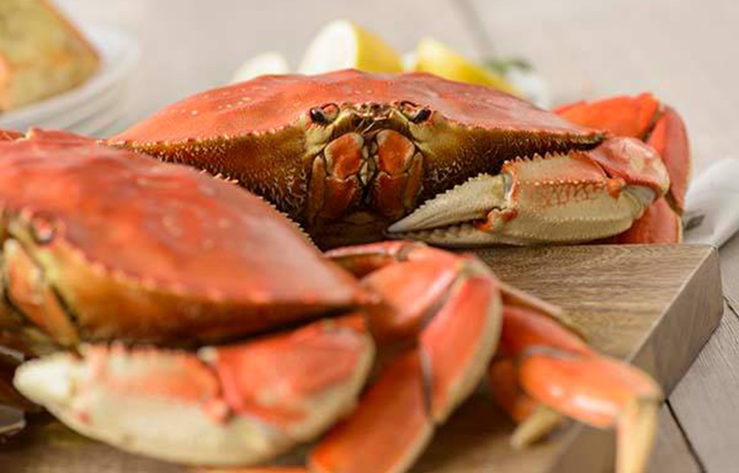 Cooked Dungeness crab