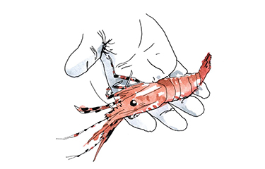SS-IMG-2019-11-27-OregonShrimpShrimptails-NL.jpg