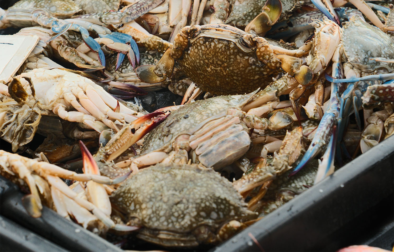 NGOs launch suit over MMPA settlement claiming it violates earlier agreement with US government