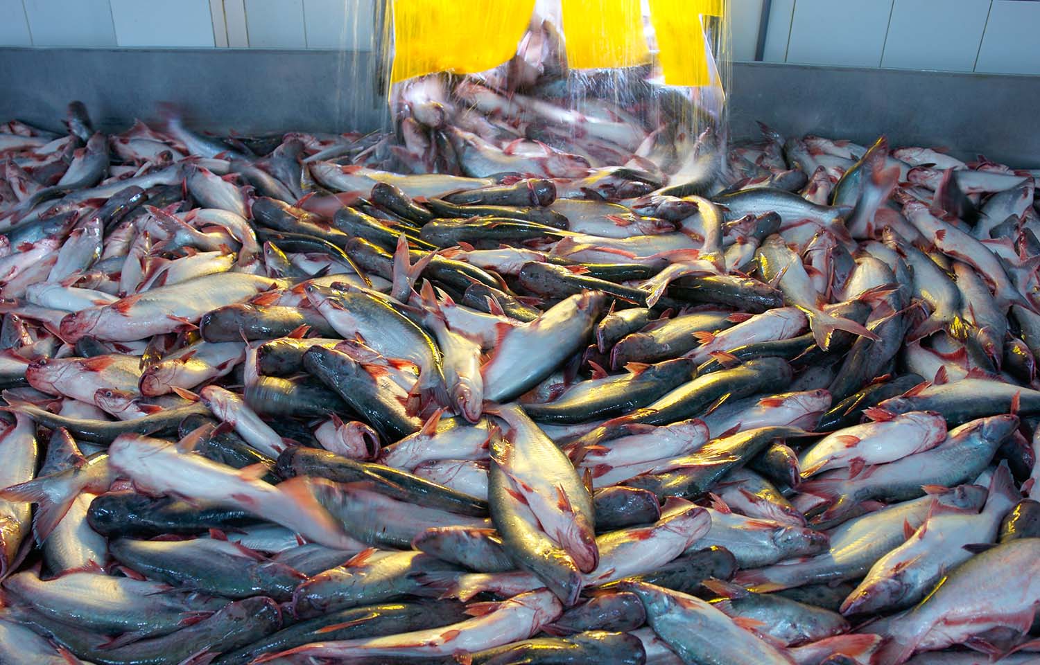 A big pile of pangasius moving through a processing facility