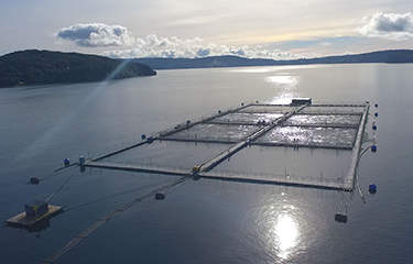 A Chilean salmon farm.