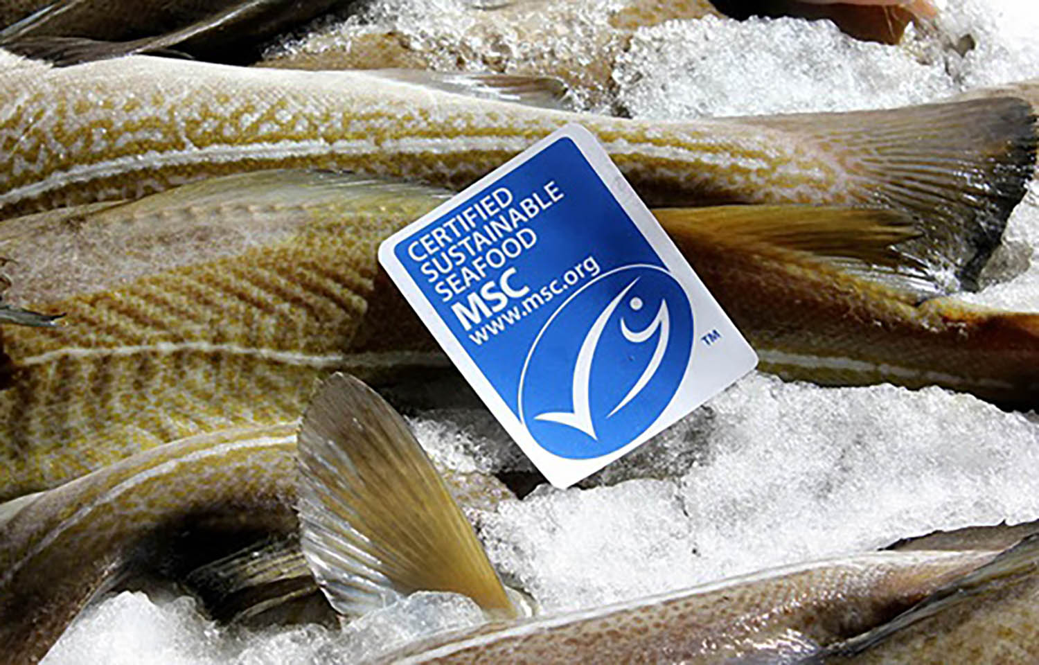An MSC label on whitefish