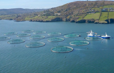 A group of salmon net pens in Ireland