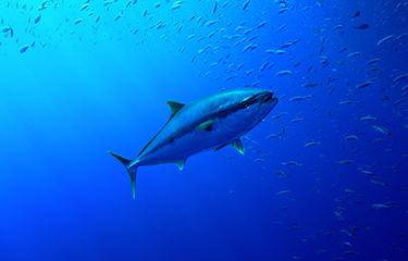A tuna swimming in deep blue water.