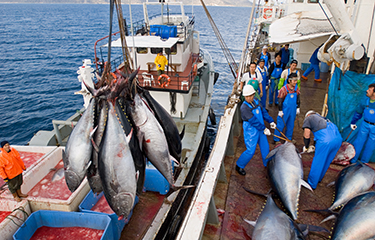 Mediterranean, Black Sea fish revenue continues to grow, FAO finds