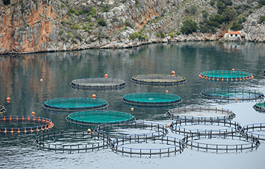 A fish farm in Greece.