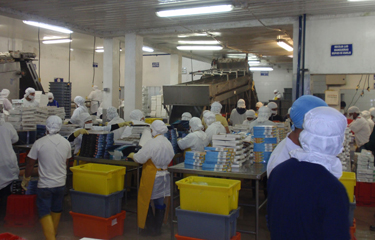Employees working in a Santa Priscila shrimp processing plant.