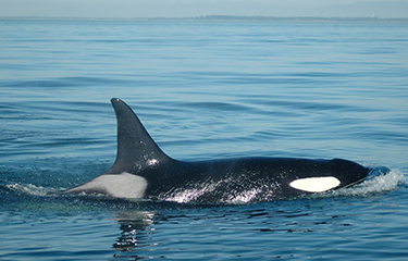 Wild Fish Conservancy wants Southeast Alaska chinook listed under the ESA