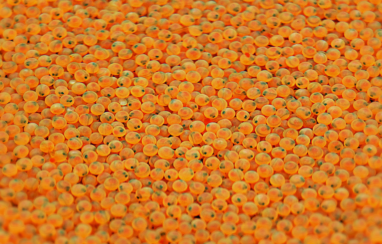 A big pile of salmon eggs
