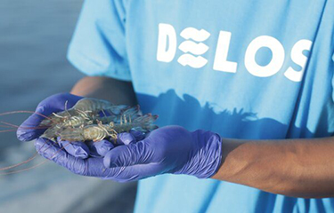 A DELOS worker with farmed shrimp.