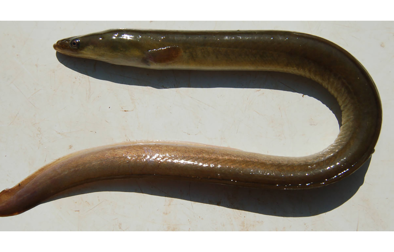 A snake eel