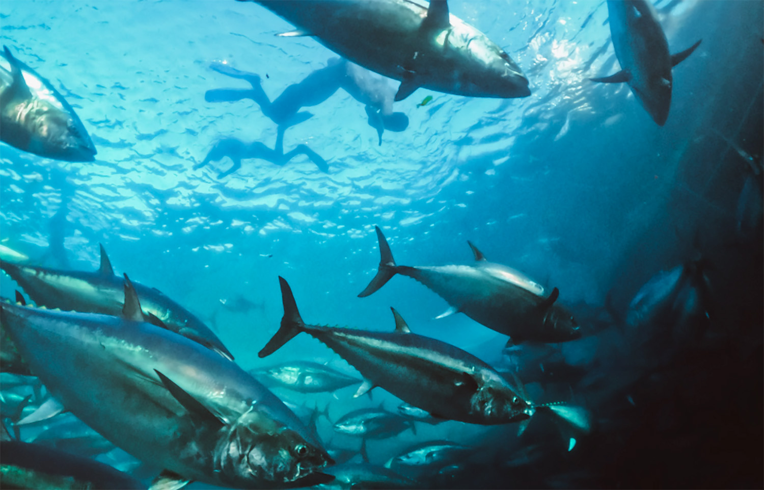 Baja Aqua Farms-reared bluefin