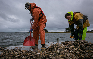 Oyster farmers harvesting oysters.