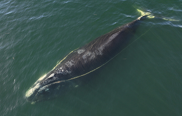 The entangled North Atlantic right whale known as "Nimbus"