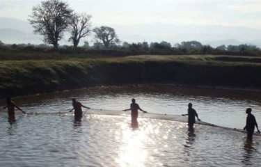The IDH Aquaculture Working Group on Environmental Footprint is aiming to quantify the greenhouse gas emissions and water use generated from aquaculture.