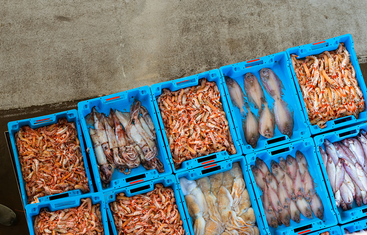 Seafood in containers
