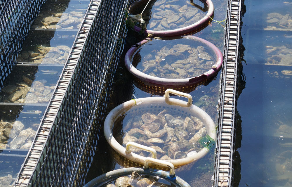 Maryland offering zero-interest disaster relief loans to state oysterman after difficult season