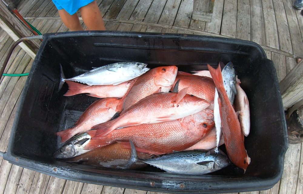 NOAA Fisheries opens public comments on state-led recreational red snapper management, renewing concerns of overfishing