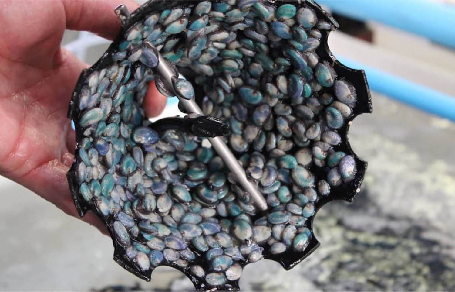Abalone spat