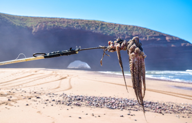 Moroccan octopus mafia accused of IUU fishing resulting in 60