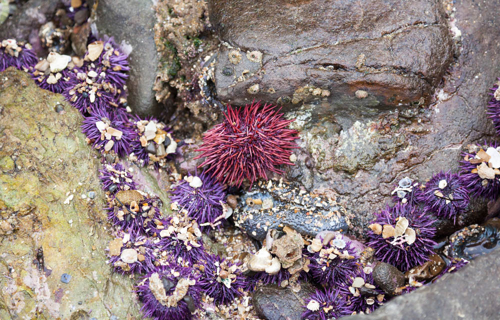 red sea urchin