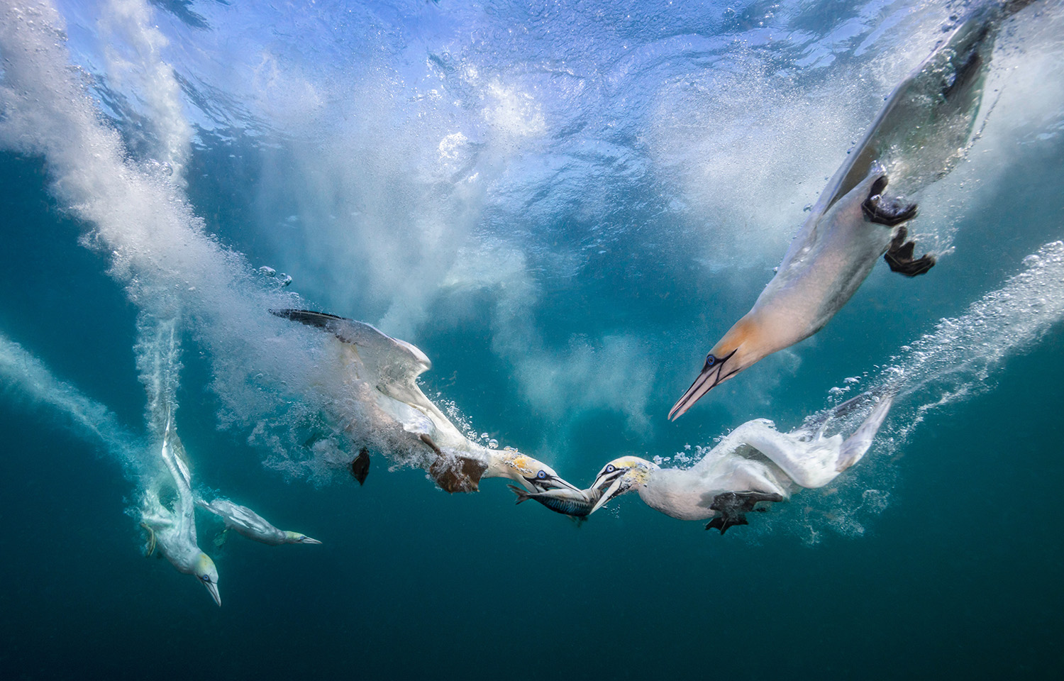 Northern gannets diving for mackerel