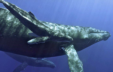 A humpback whale and calf.