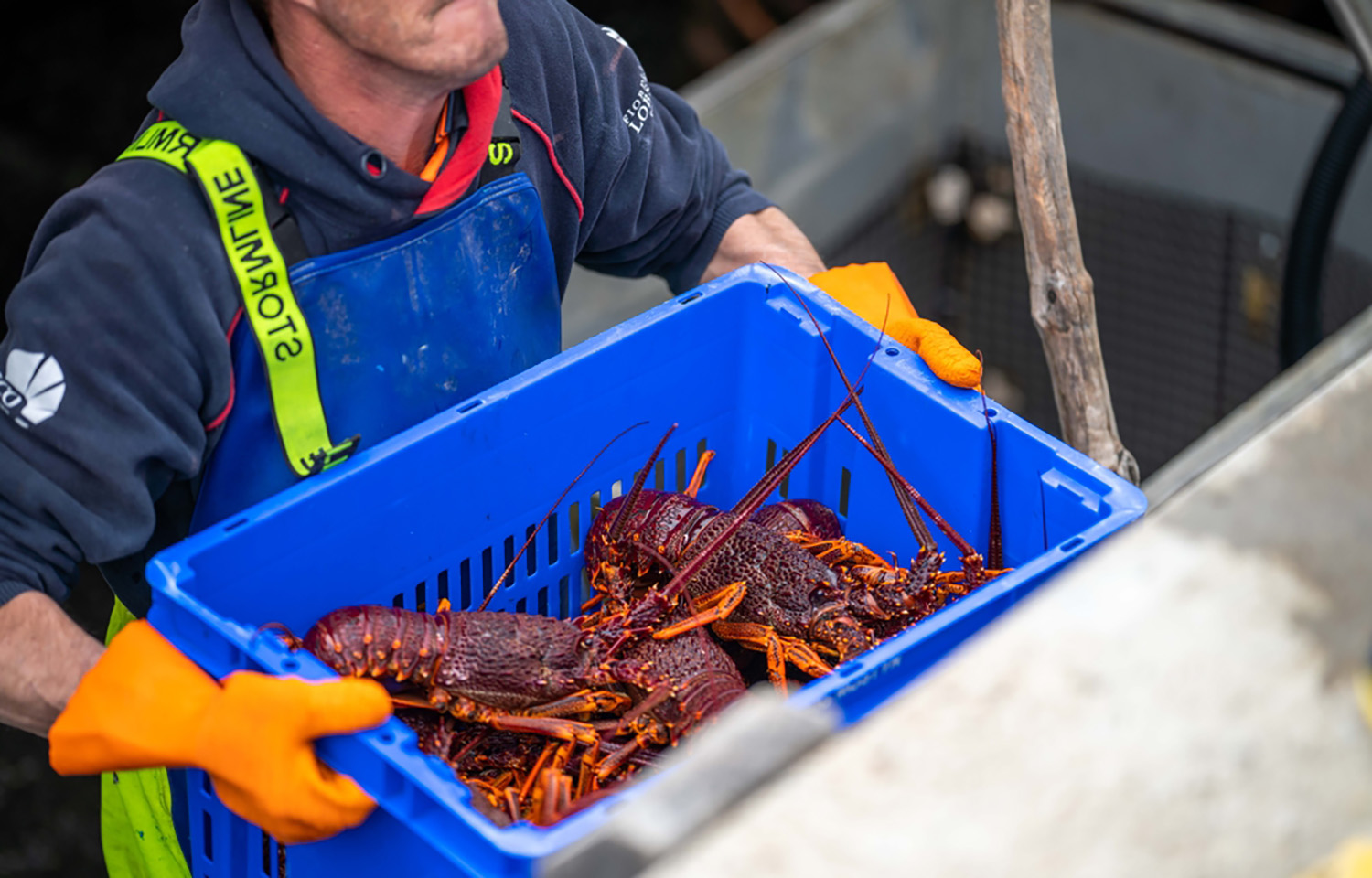 A man hauling a crate of Australian rock lobster