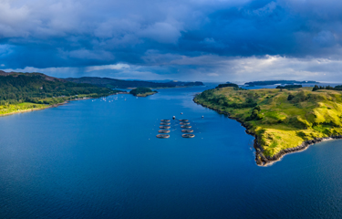 Exports of farm-raised Scottish salmon, the United Kingdom’s most valuable food export, recovered to near-record figures in 2021.