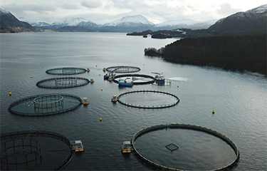 Eight of Nordic Halibut's net pens in a Norwegian Fjord.