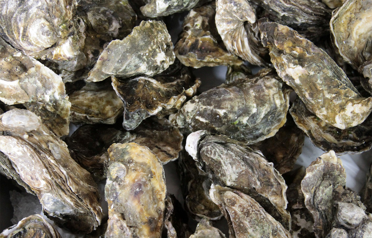 East Coast Shellfish Association calling for changes after CDC salmonella alert damages oyster industry