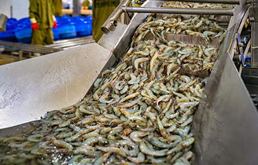 Vietnam shrimp