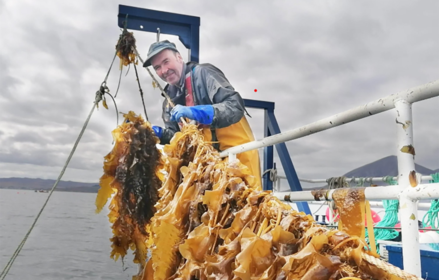 Study may help Scottish kelp industry address key commercialization challenges