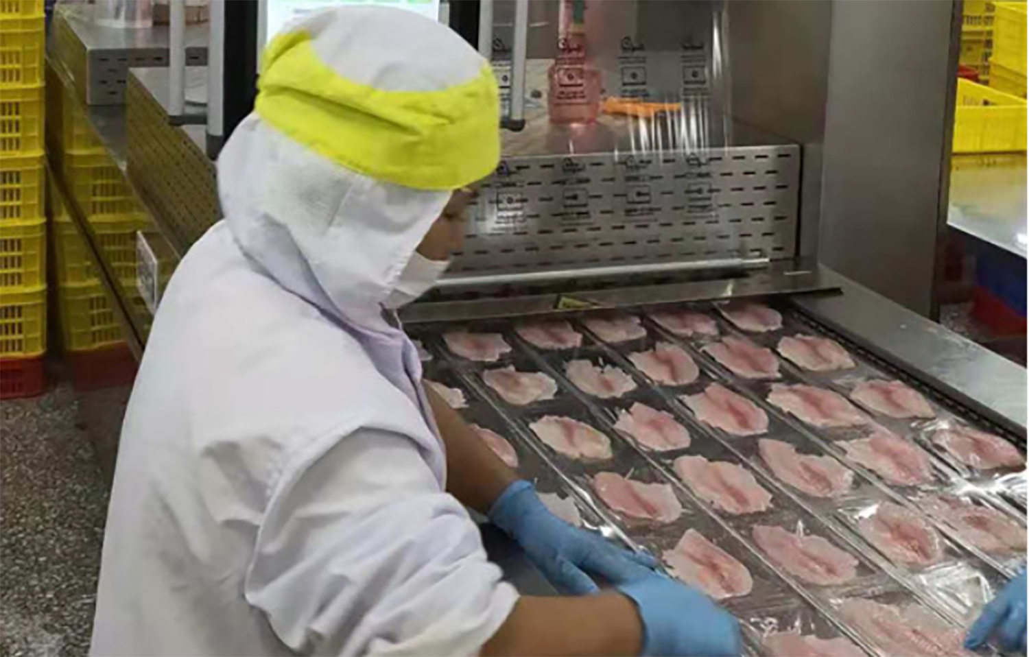 A tilapia processing line