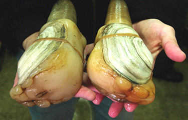 A man holds two large geoducks in his hands.