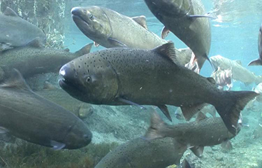 A school of chinook salmon swimming.