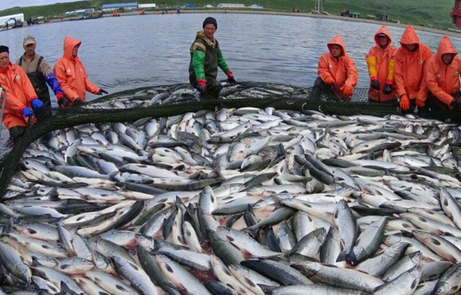 Russian fishermen pulling in a catch of salmon