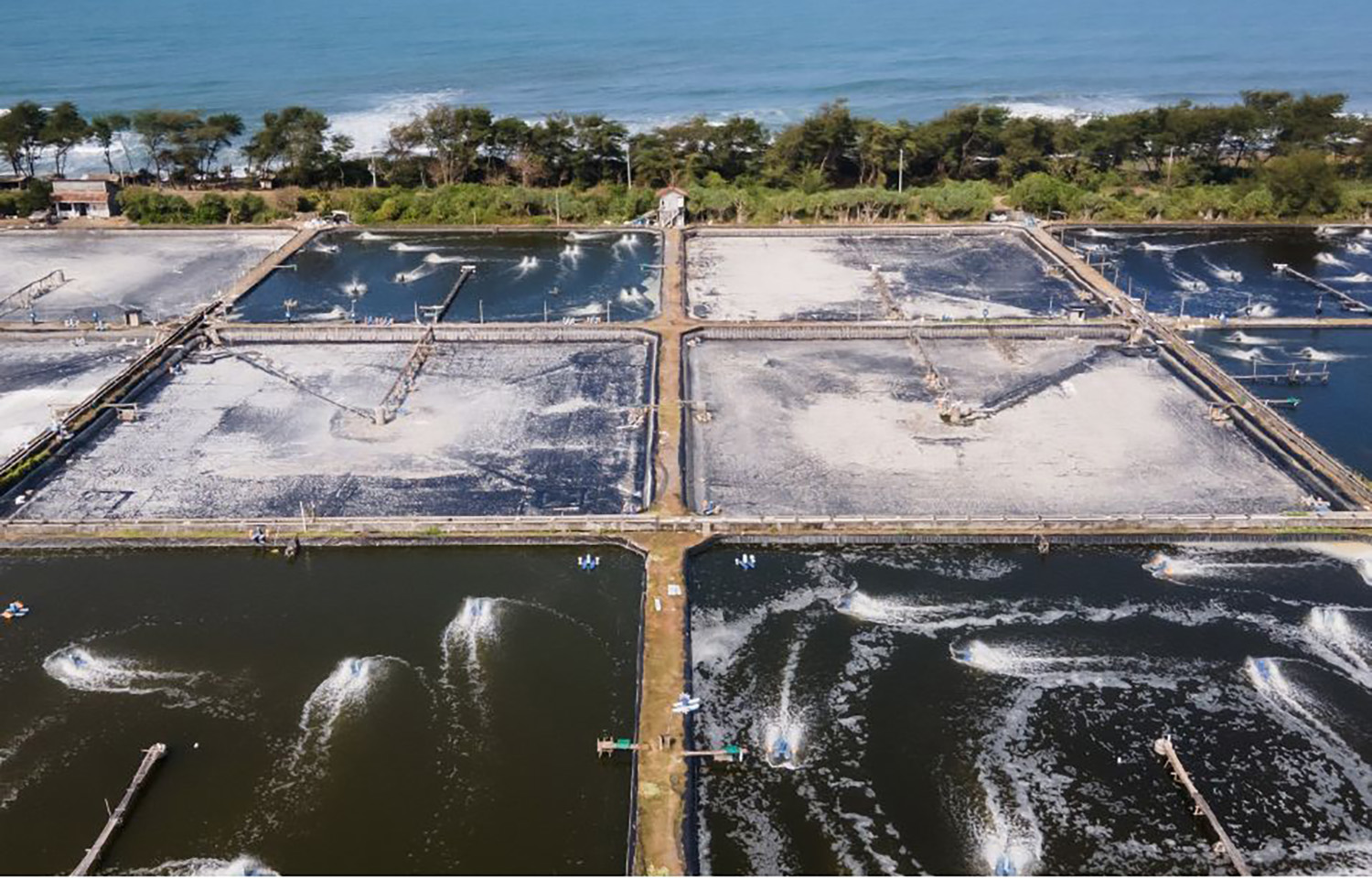 A Grupo Lamar shrimp farm
