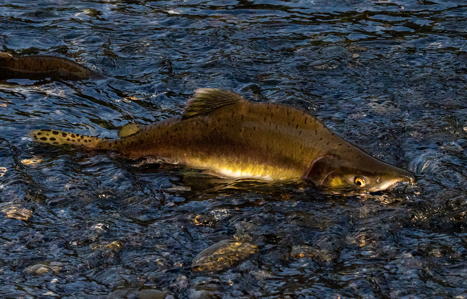 A pink salmon