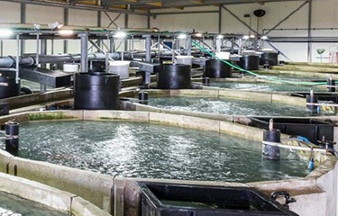 Kingfish Company's RAS farm in Kats, The Netherlands.