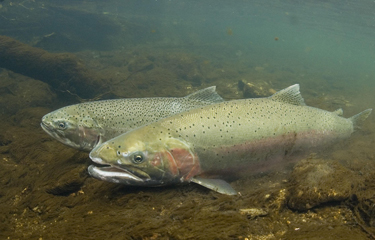 Cooke gets draft revised permits for steelhead trout farms from ...