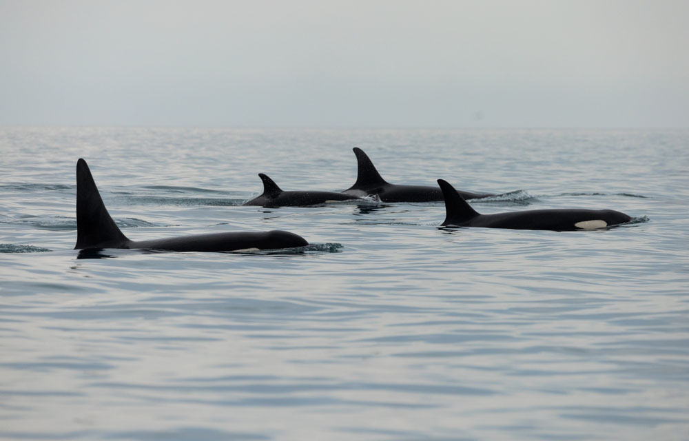 California accepting public comment before deciding whether southern resident killer whales warrant state protections