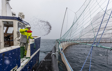 A Bakkafrost Group employee tosses feed to salmon in a net pen at sea.