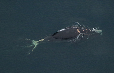 Whale found entangles in U.S. waters