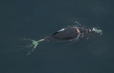 North Atlantic Right Whale Calf Stranded Dead in Florida