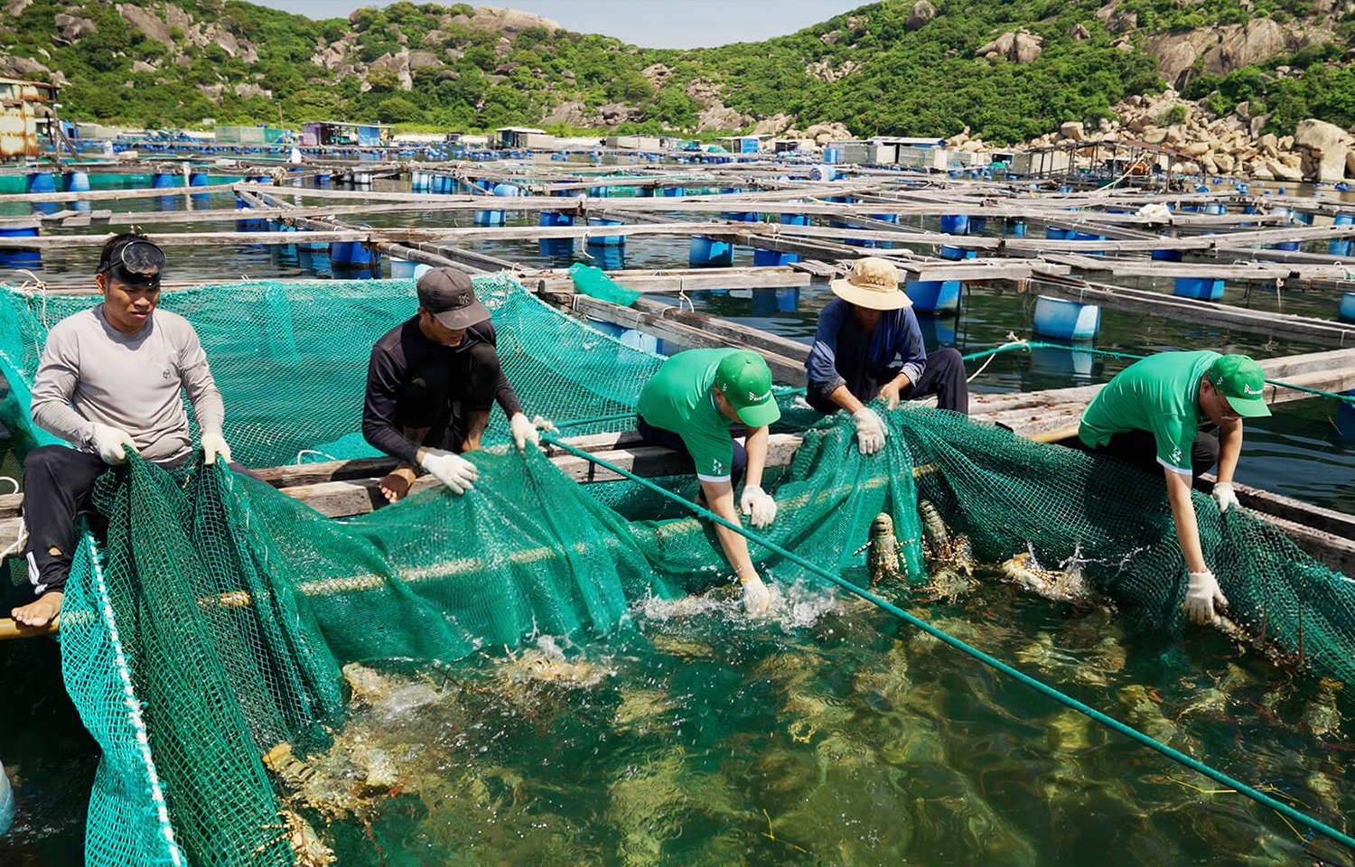 Lobster farming at a KLC Seafood-affiliated farm