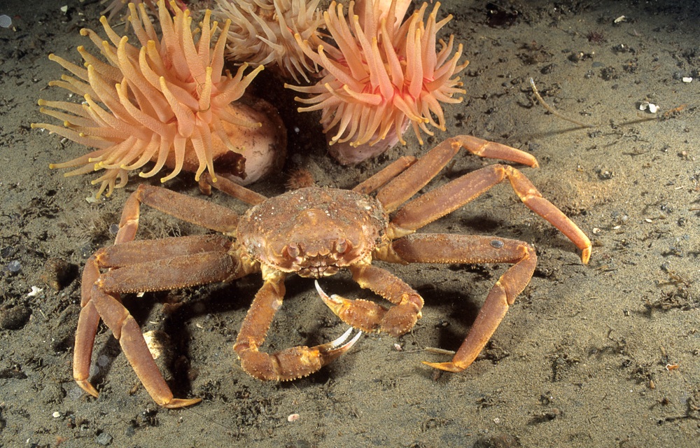 Bering Sea surveys show positive signs for pollock and snow crab