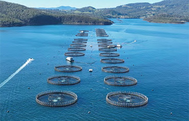 Tassal Group net pens