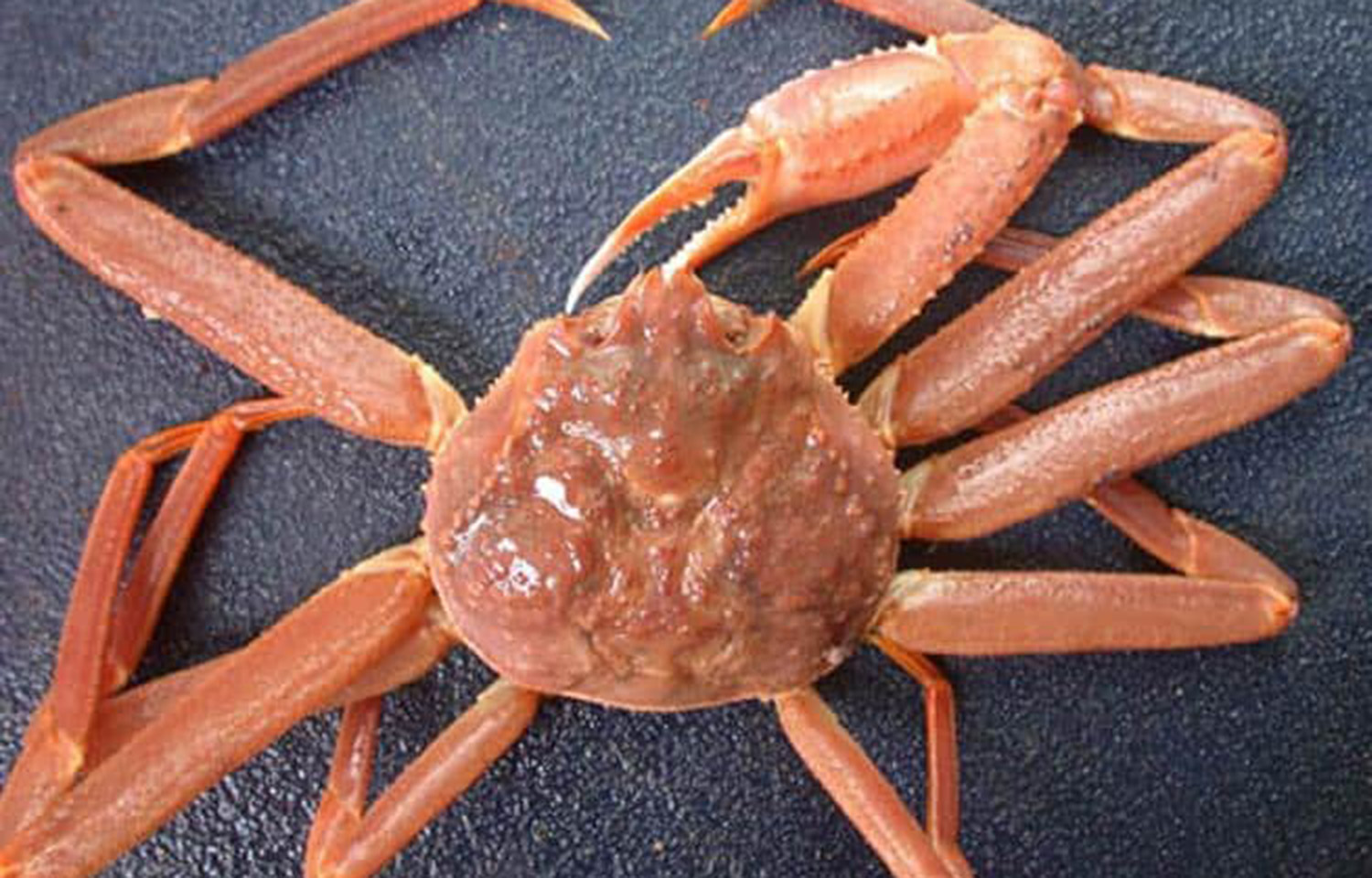 Gulf of Alaska Tanner crab